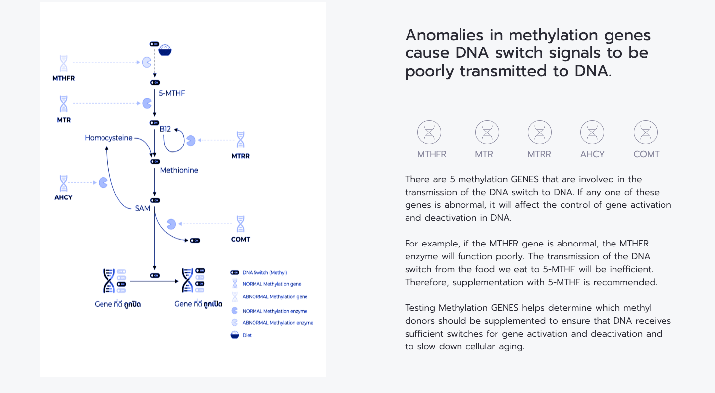 เมทิลเลชั่น Genetic Test Kit